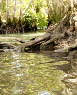The Clear Waters of Crystal River