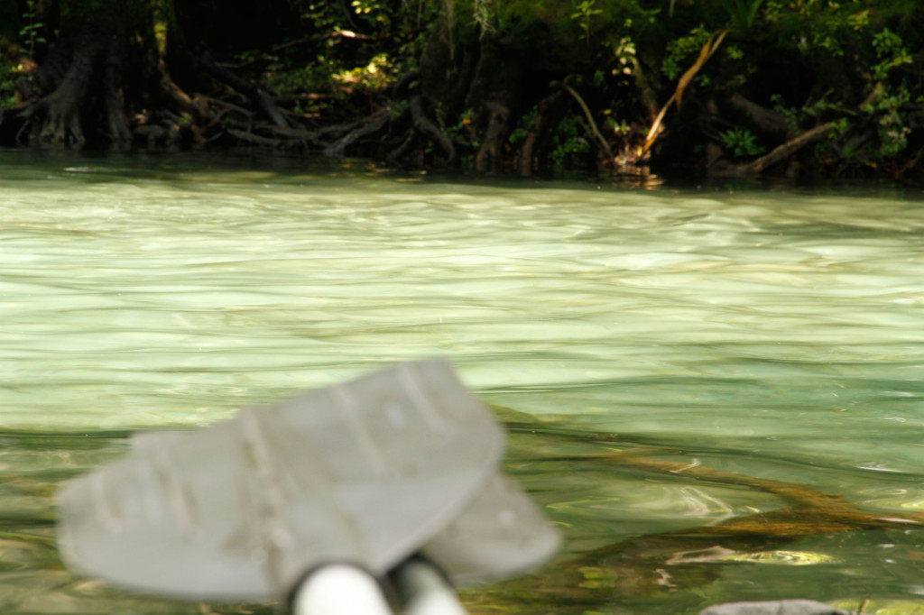 blurry paddles clear water background crystal river